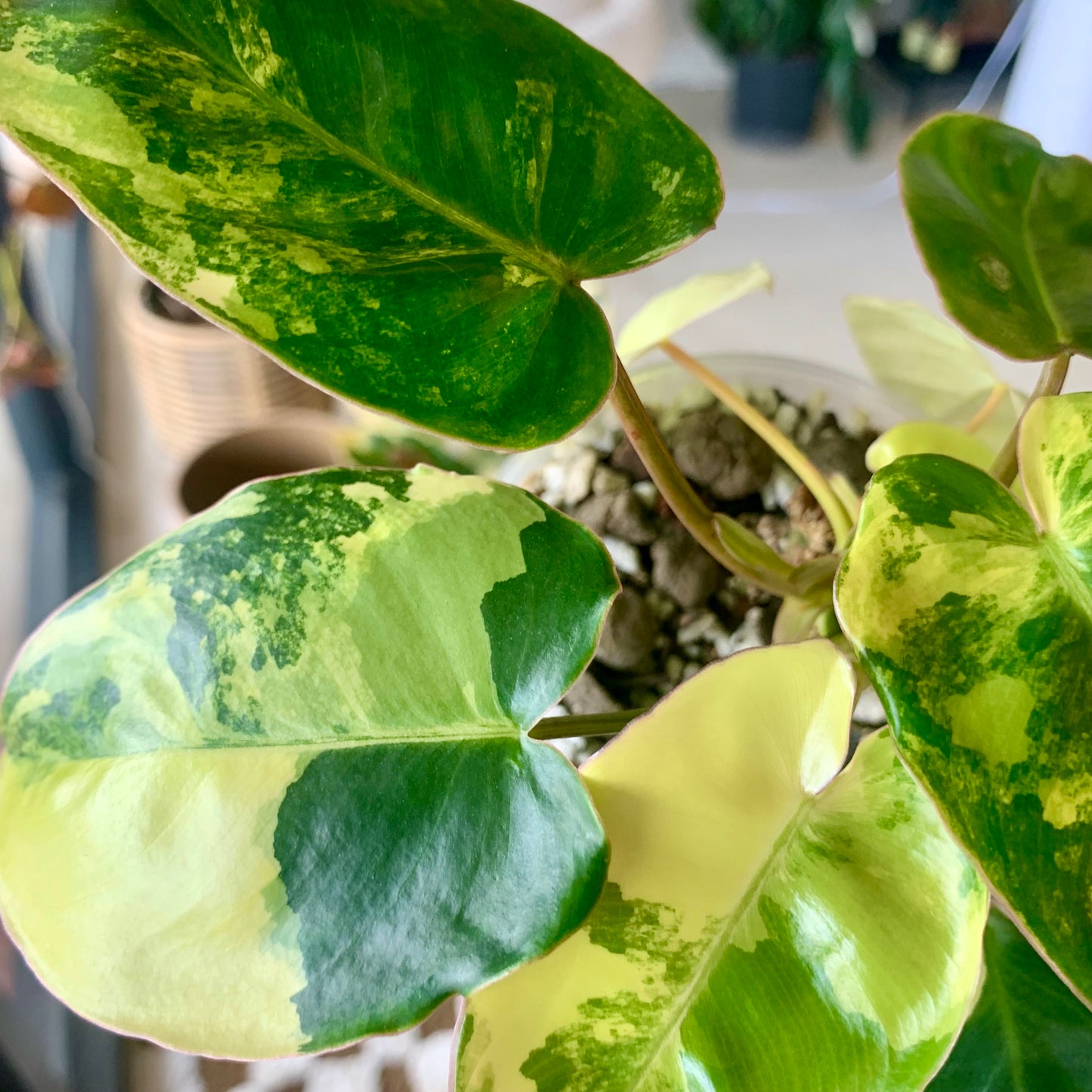 Variegated Burle Marx Philodendron