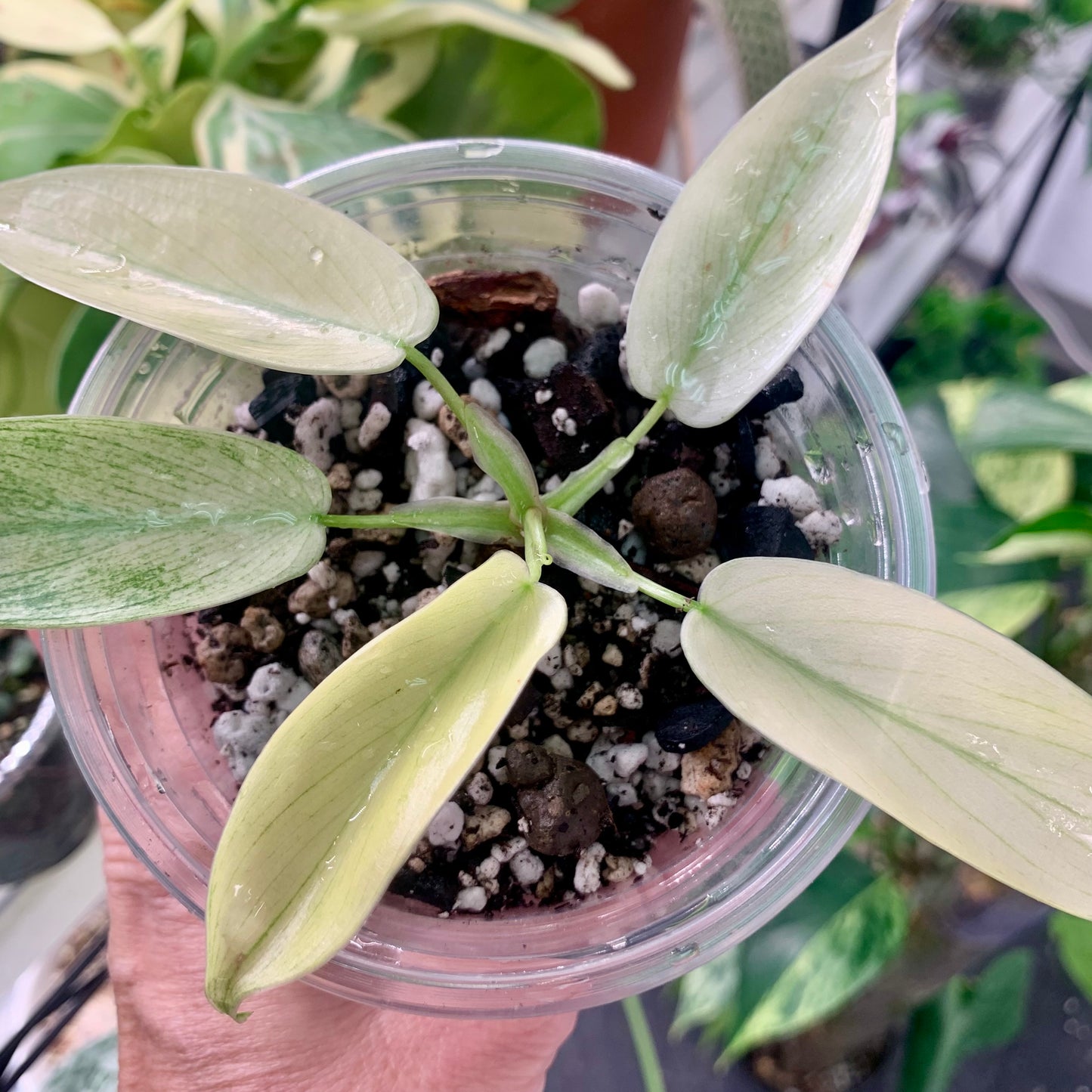 Florida Ghost Mint