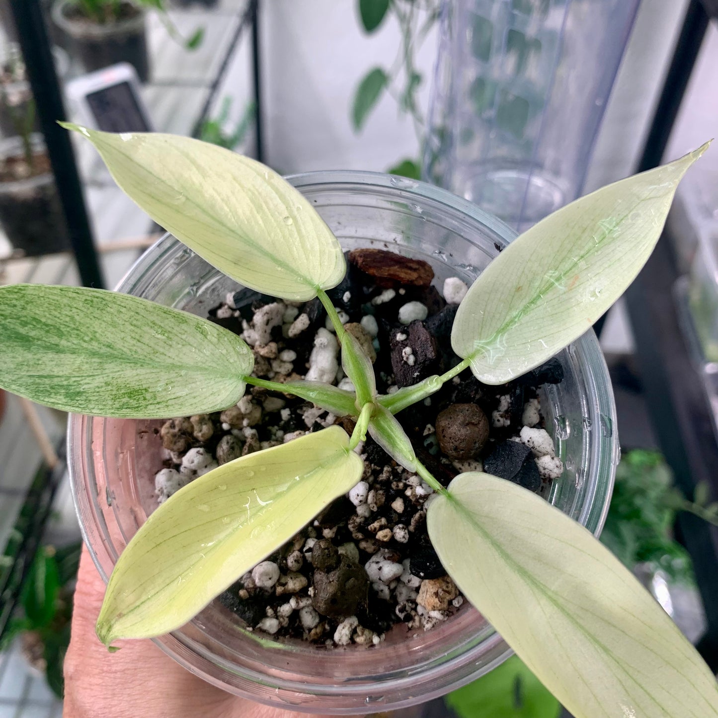Florida Ghost Mint