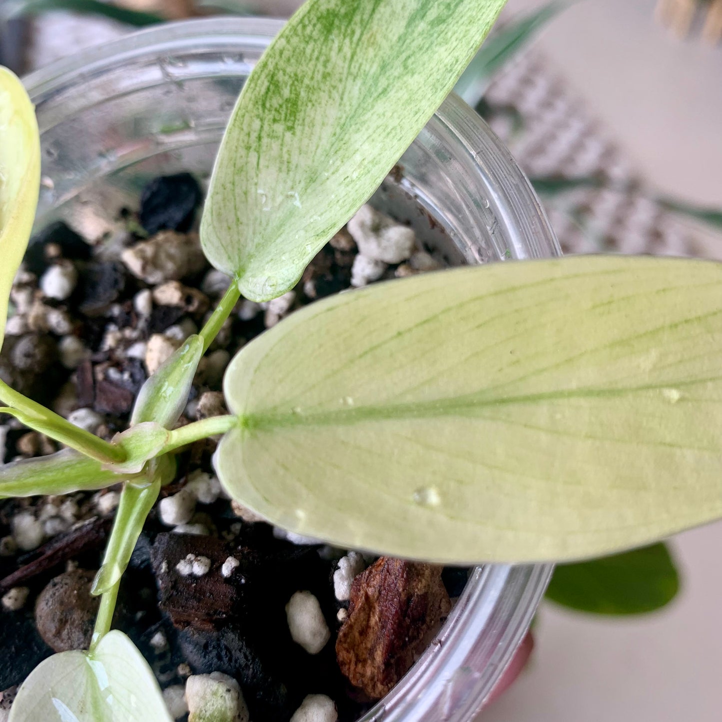 Florida Ghost Mint