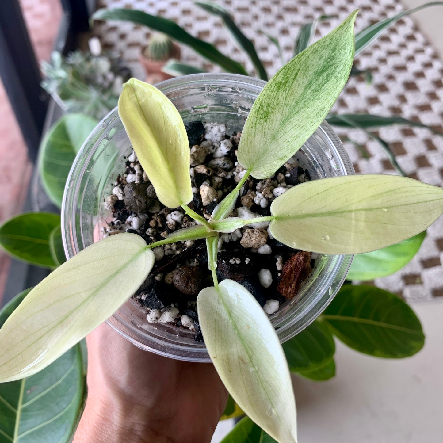 Florida Ghost Mint