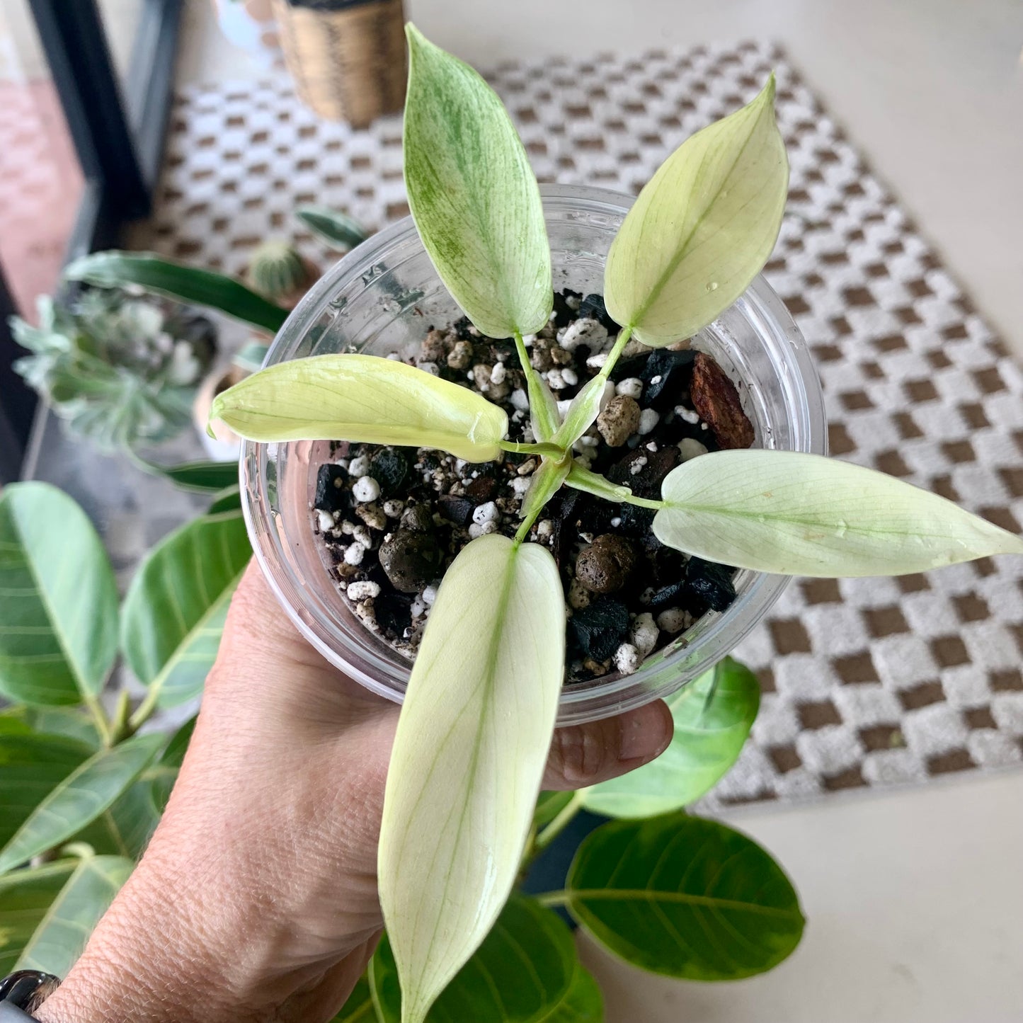 Florida Ghost Mint