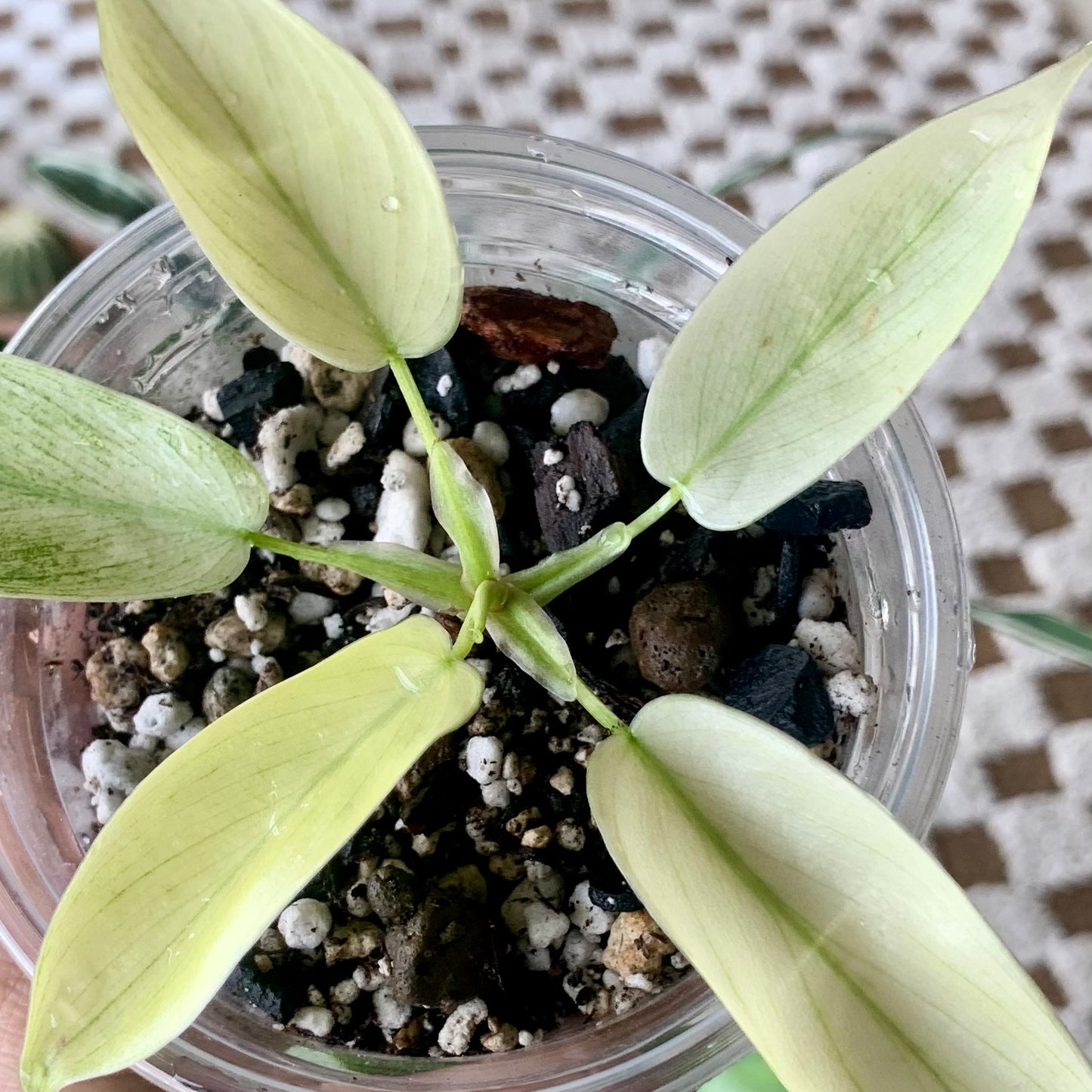 Florida Ghost Mint