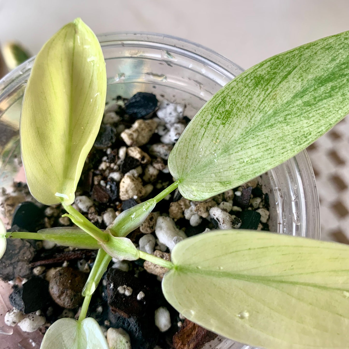 Florida Ghost Mint