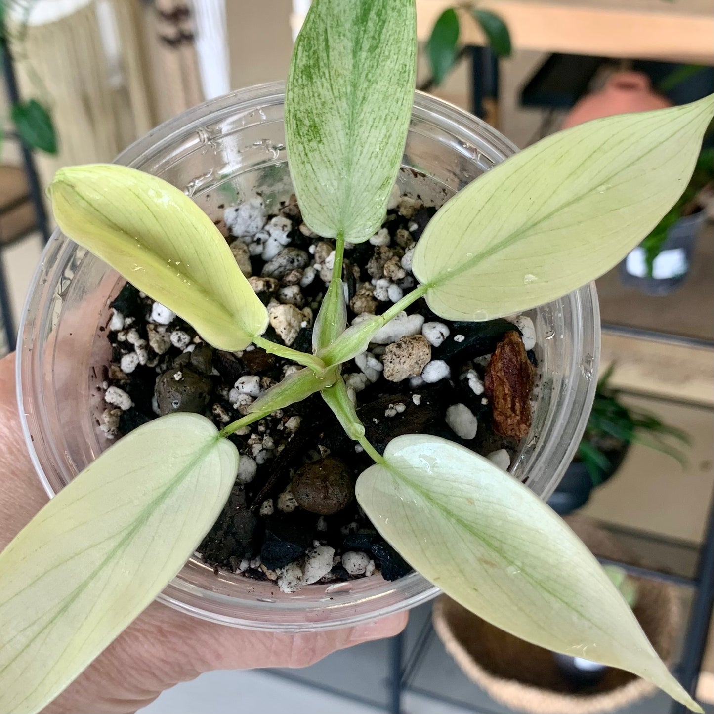 Florida Ghost Mint
