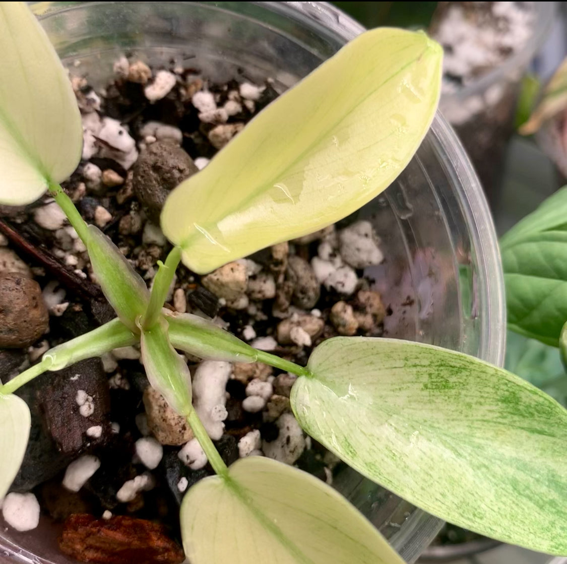 Florida Ghost Mint