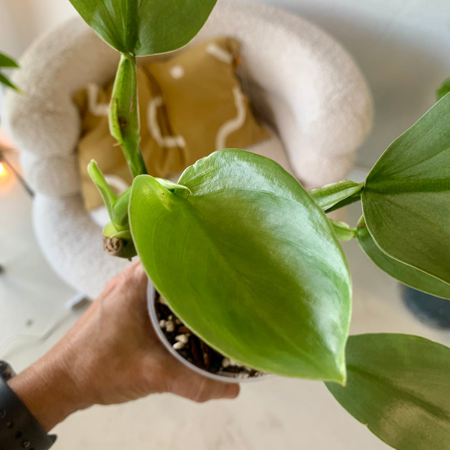 Silver Sword Philodendron