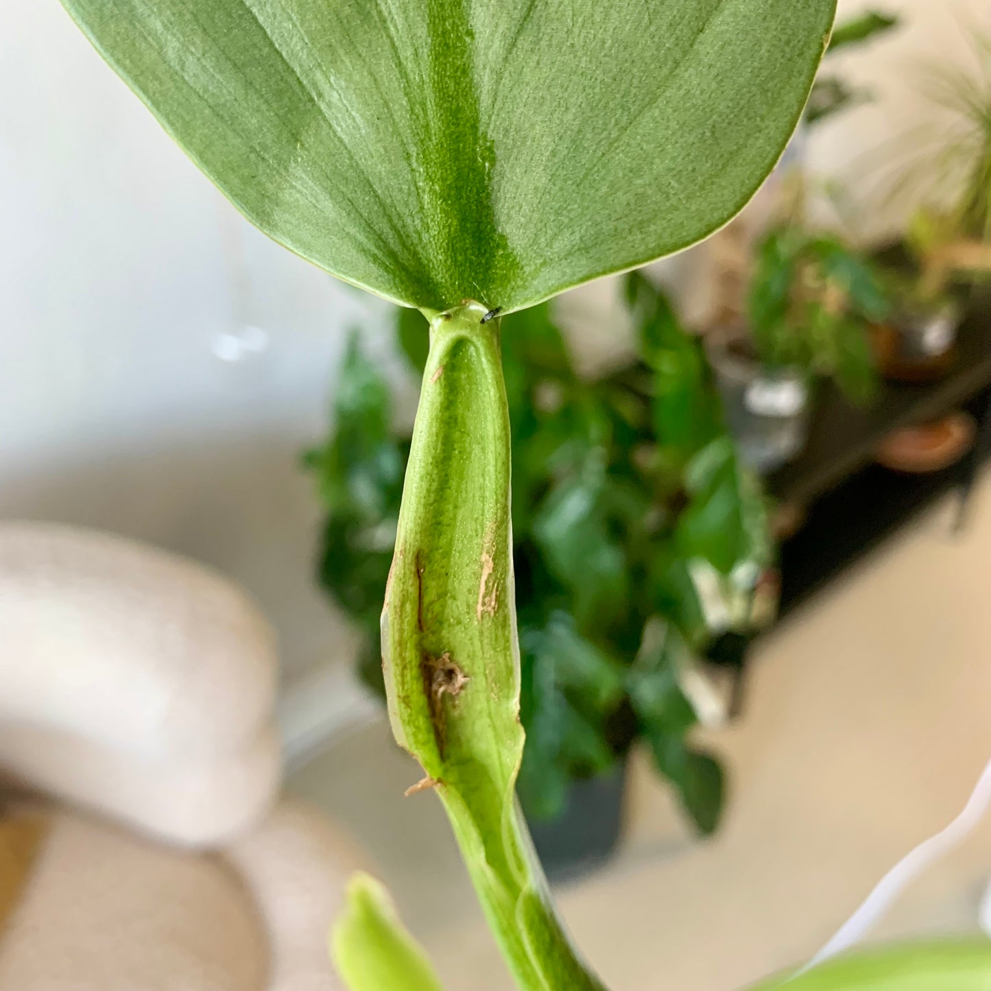 Silver Sword Philodendron