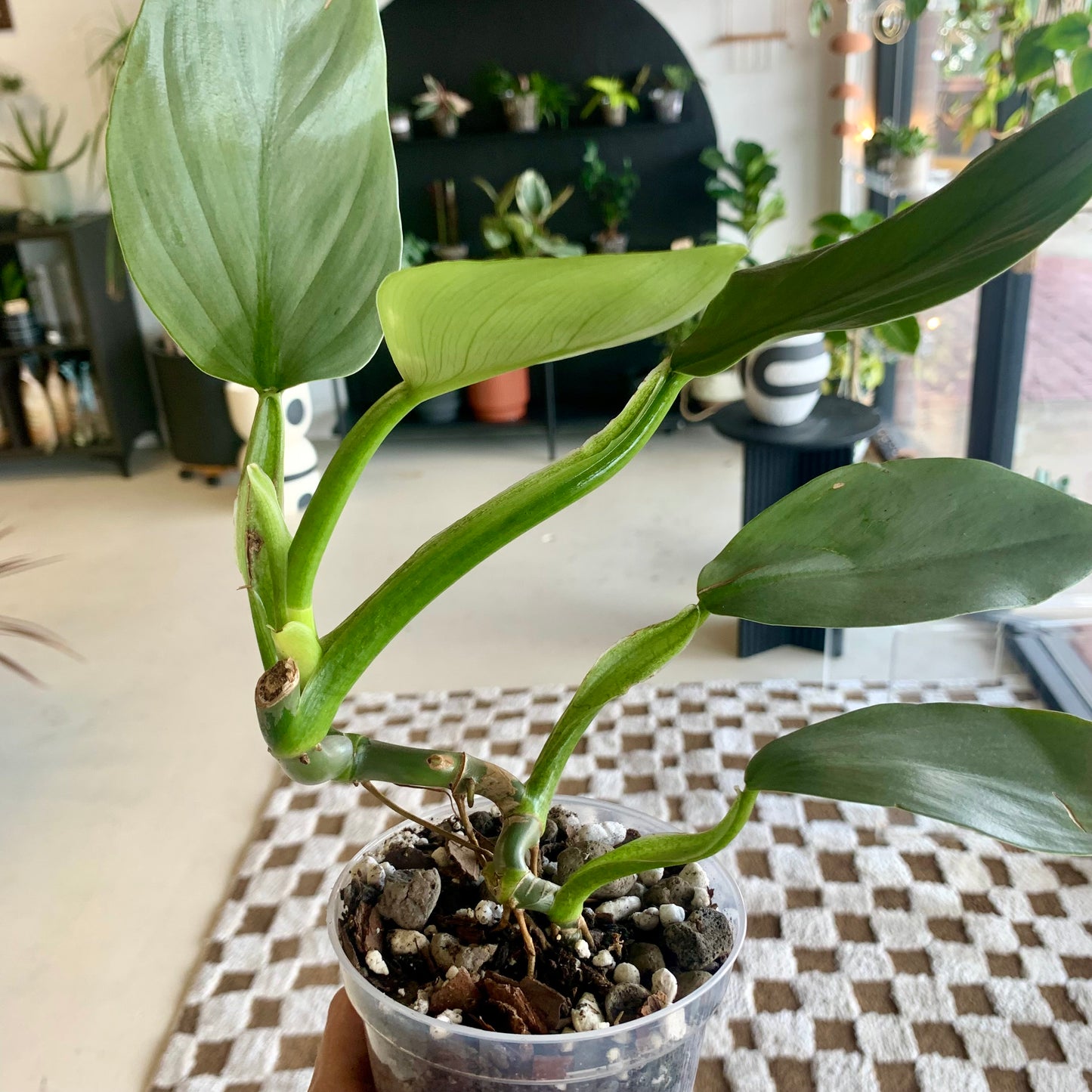 Silver Sword Philodendron