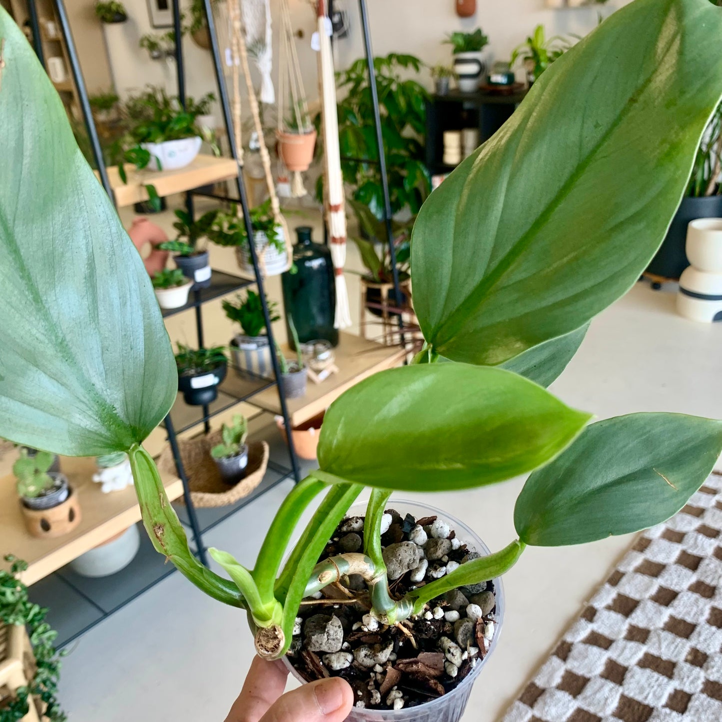Silver Sword Philodendron