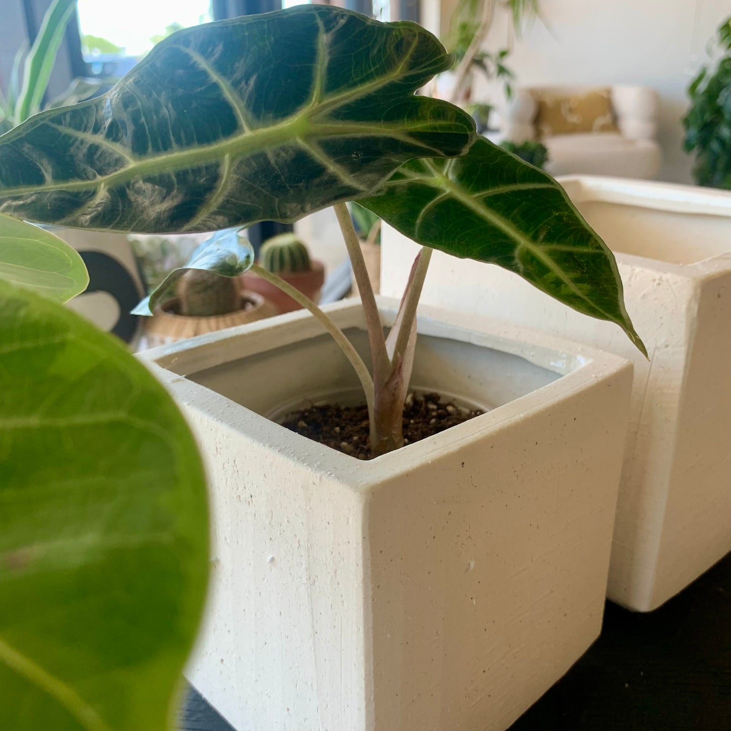 Square White Planter
