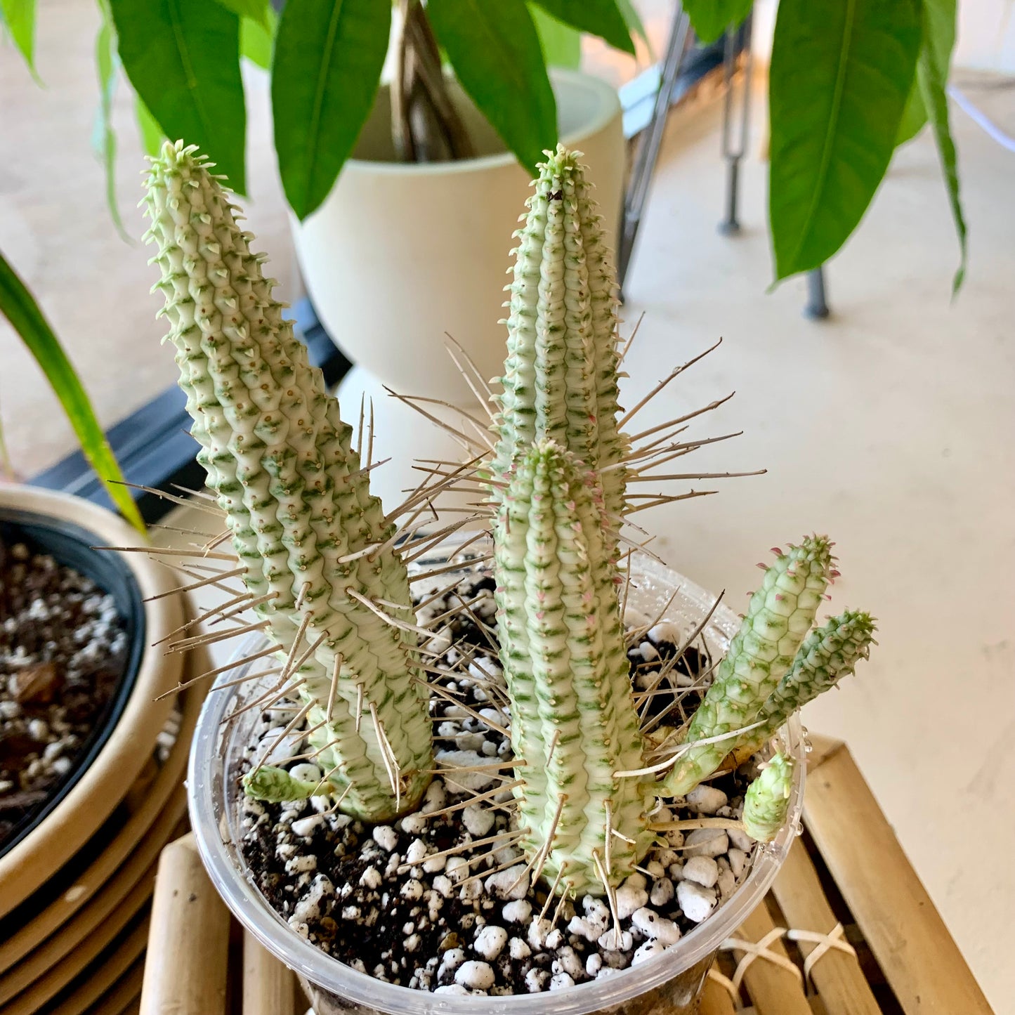Euphorbia mammillaris f. variegata