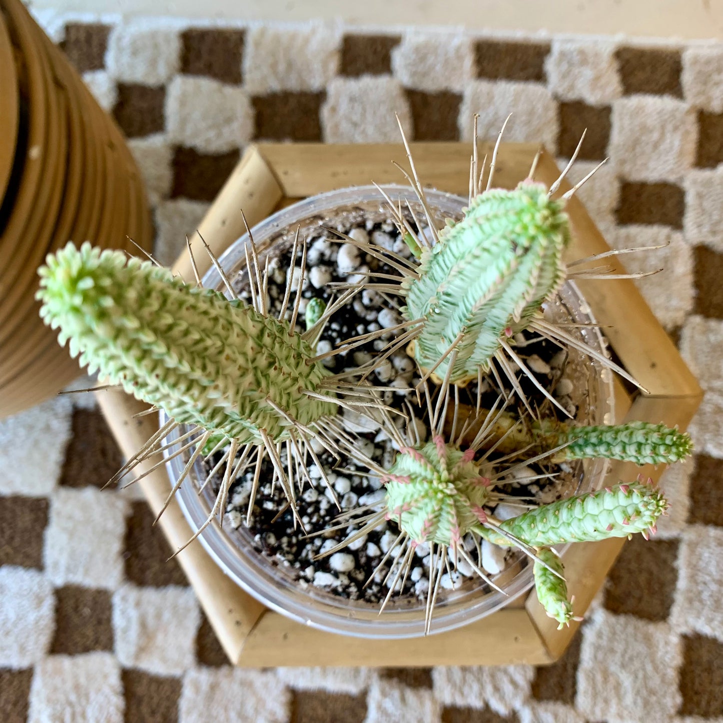 Euphorbia mammillaris f. variegata