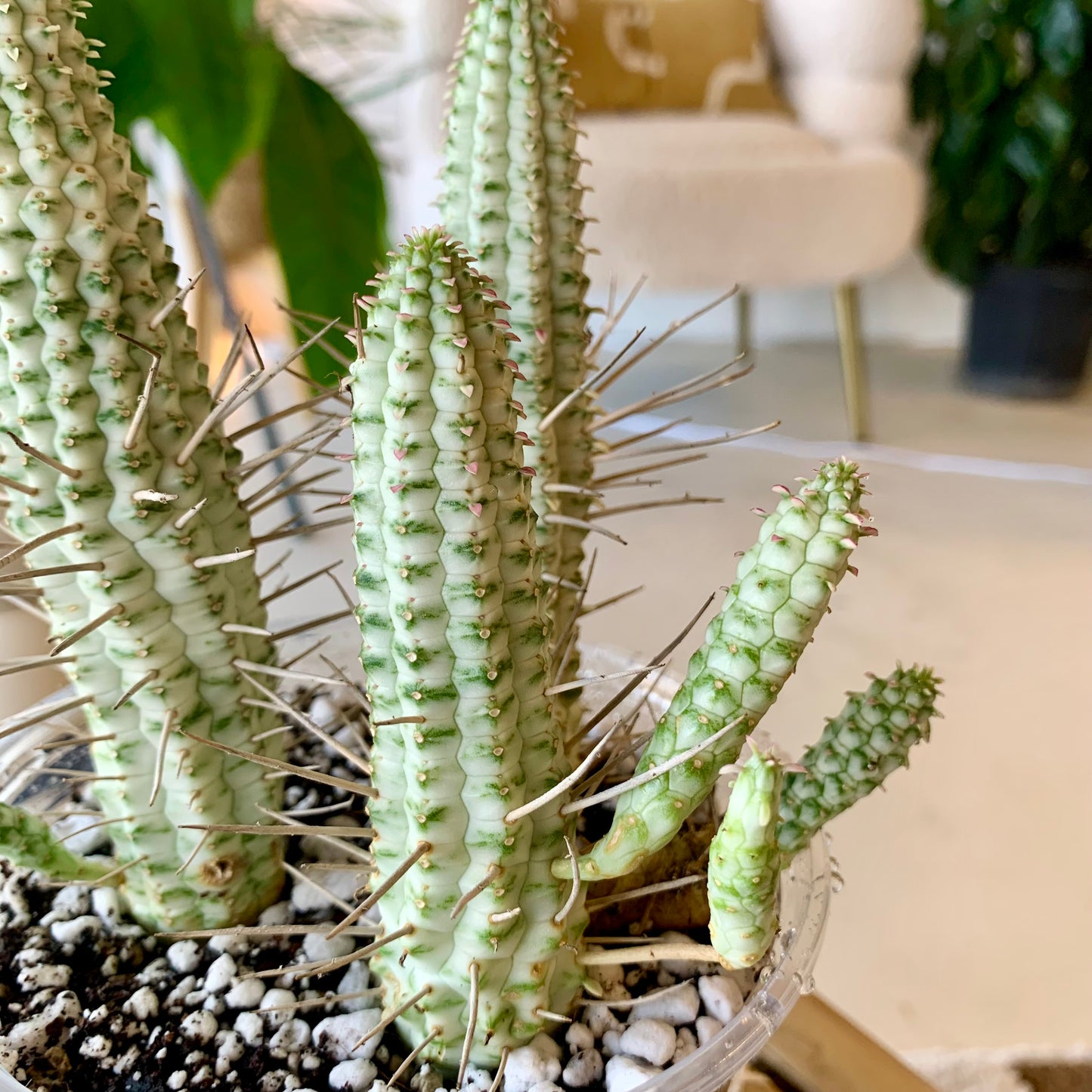 Euphorbia mammillaris f. variegata