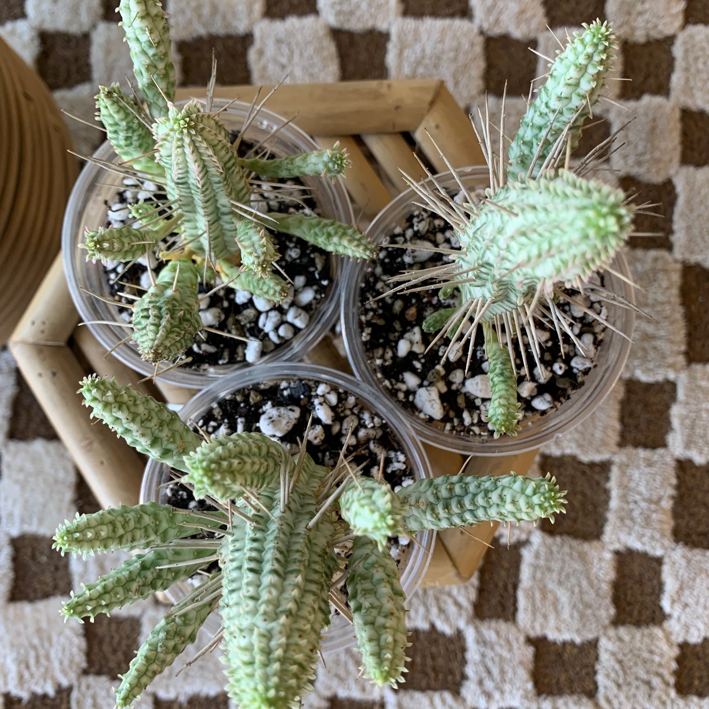 Euphorbia mammillaris f. variegata