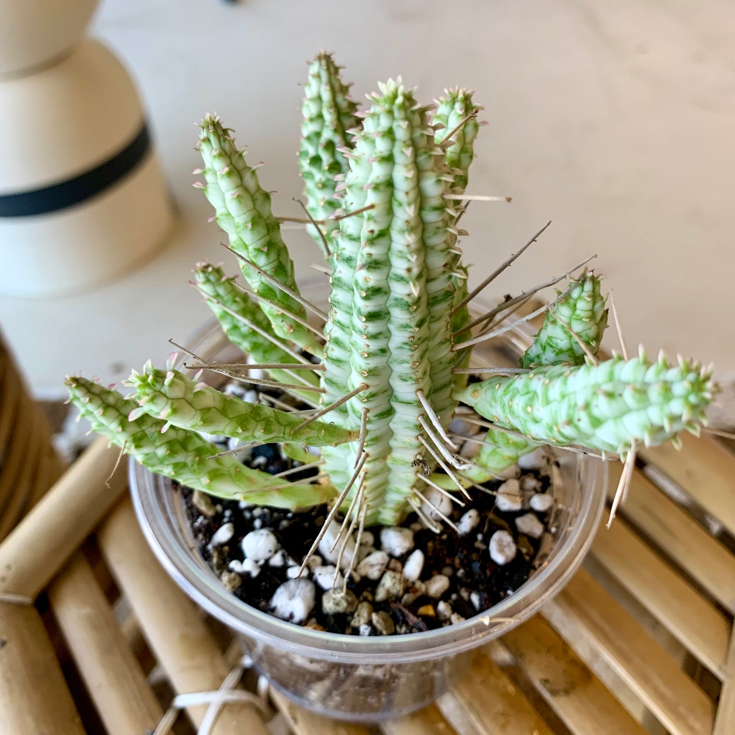 Euphorbia mammillaris f. variegata