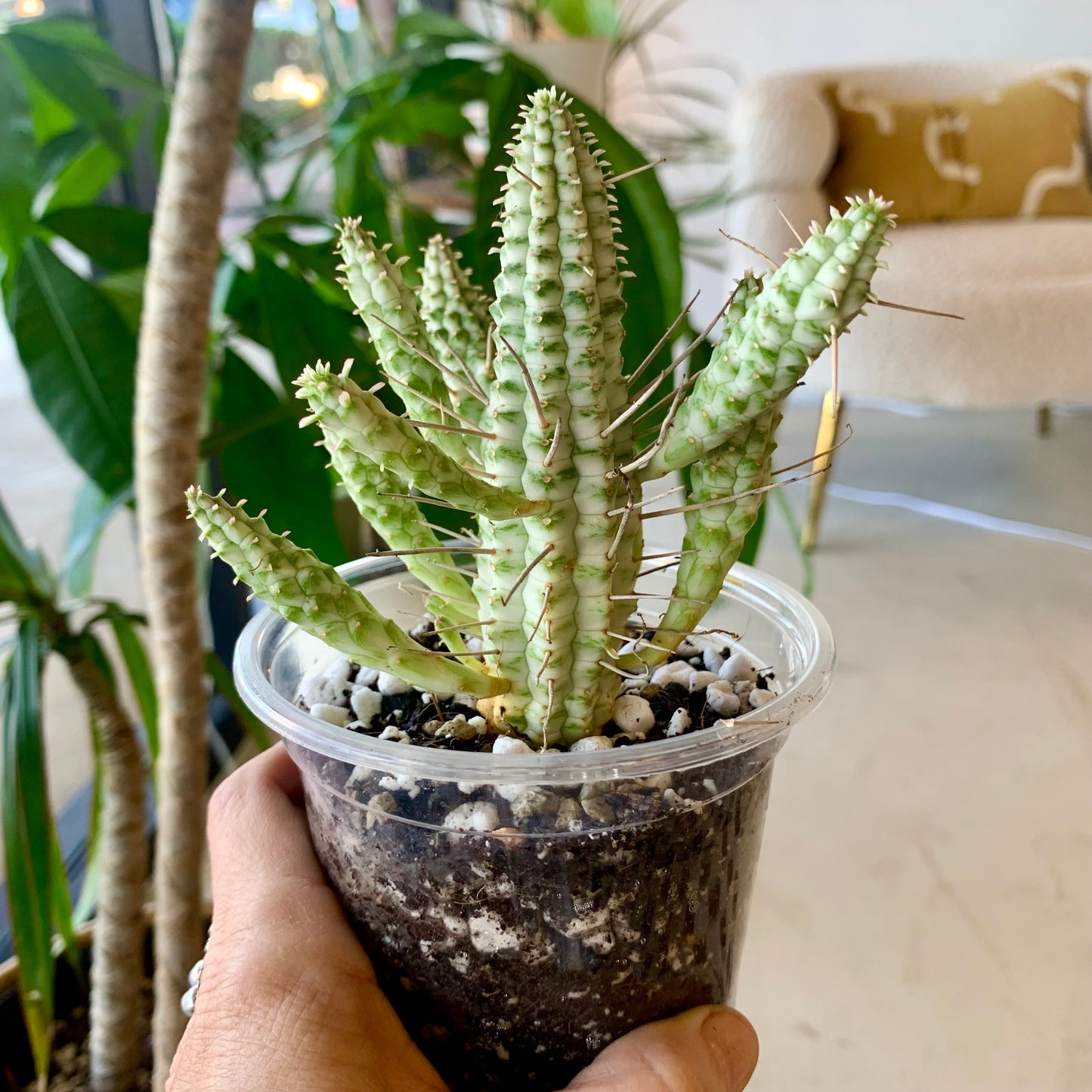 Euphorbia mammillaris f. variegata