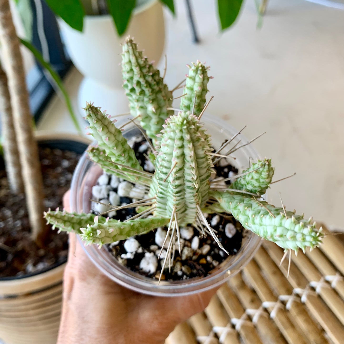 Euphorbia mammillaris f. variegata