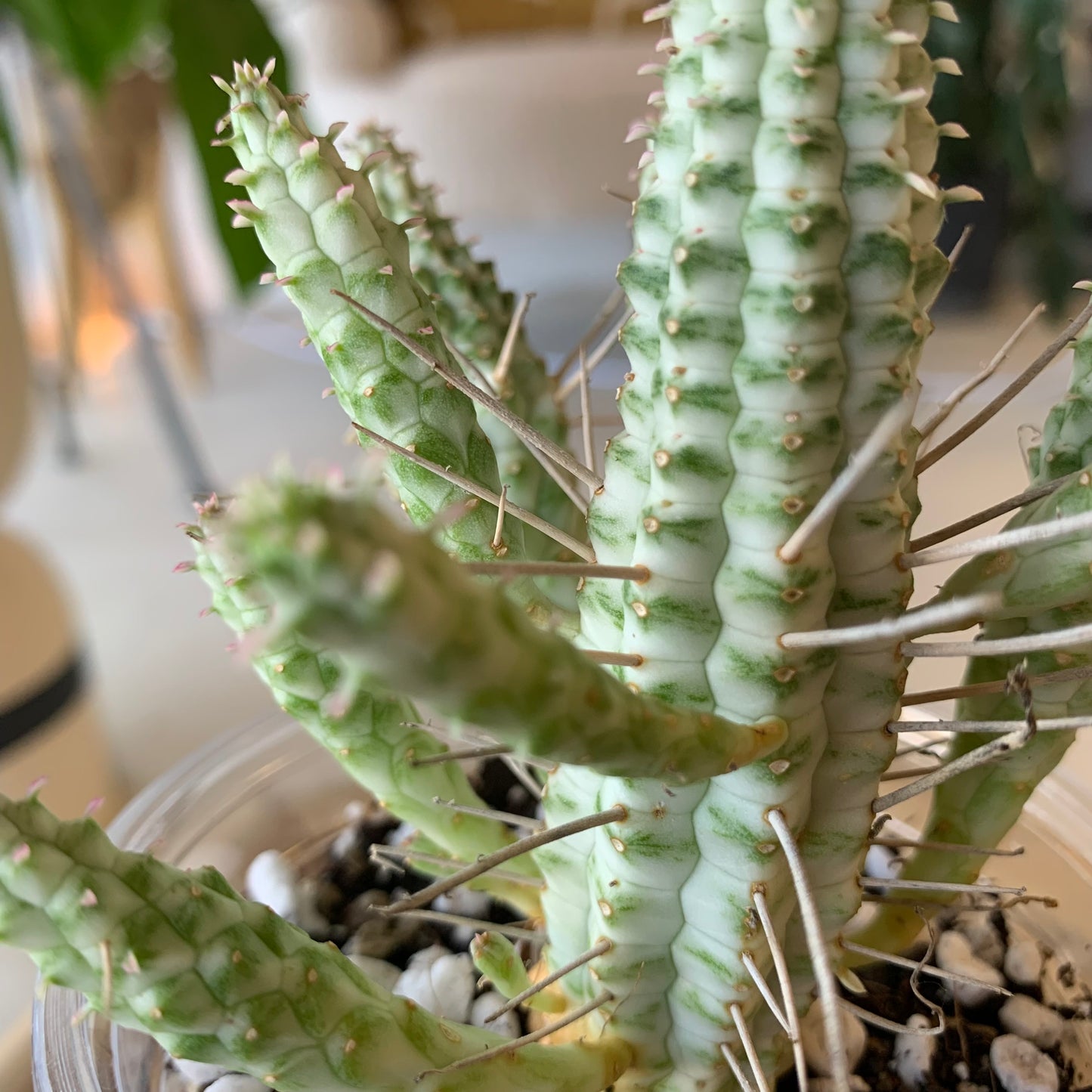 Euphorbia mammillaris f. variegata