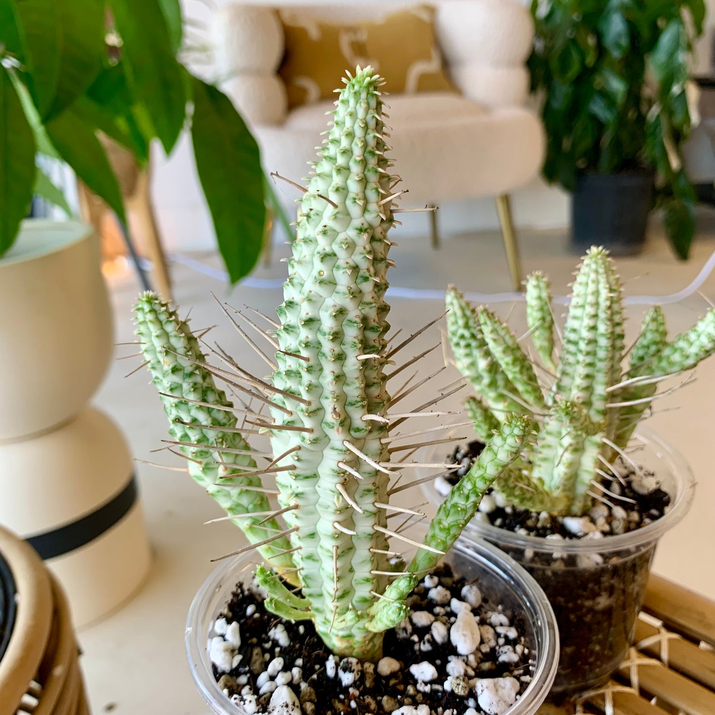 Euphorbia mammillaris f. variegata