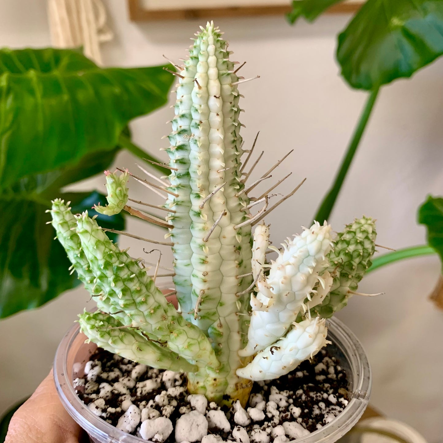 Euphorbia mammillaris f. variegata