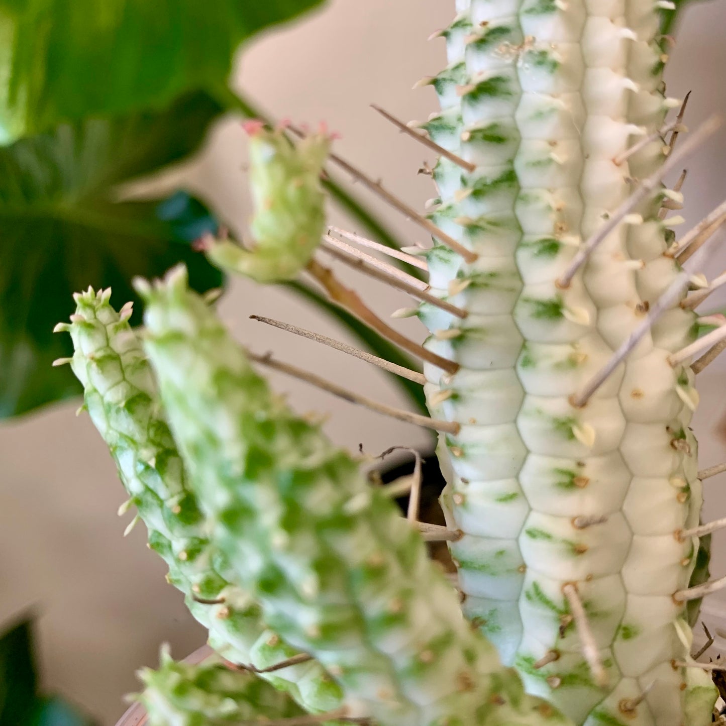 Euphorbia mammillaris f. variegata