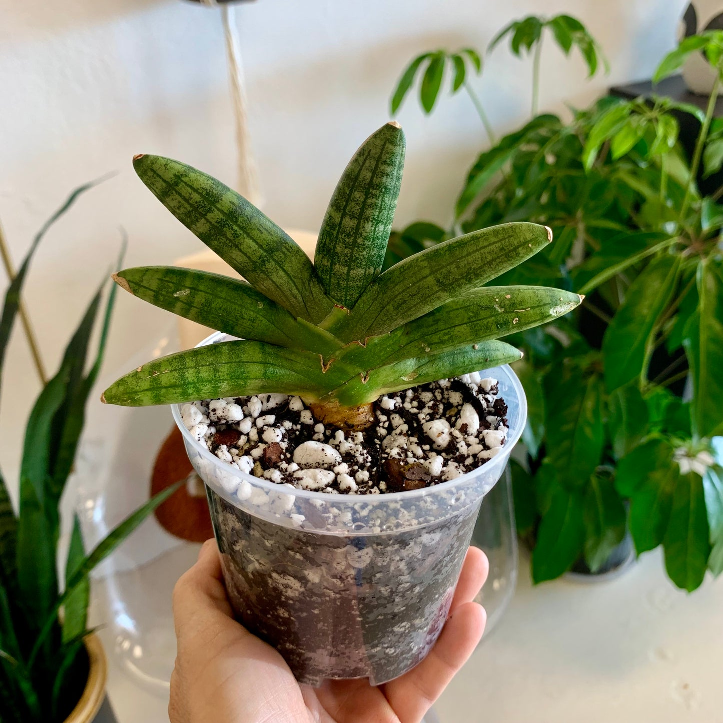 Starfish Snake Plant