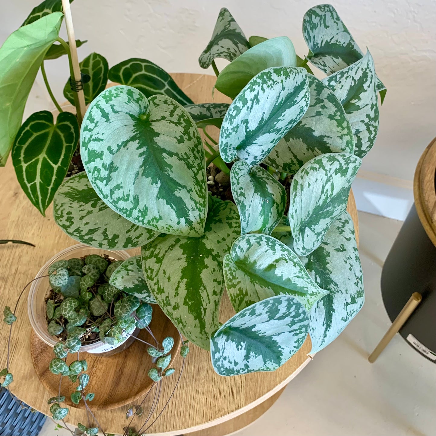 Scindapsus Silver Splash