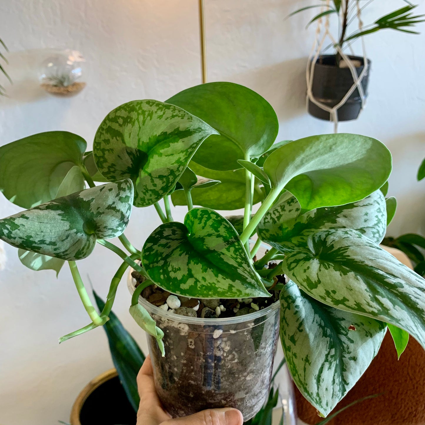 Scindapsus Silver Splash