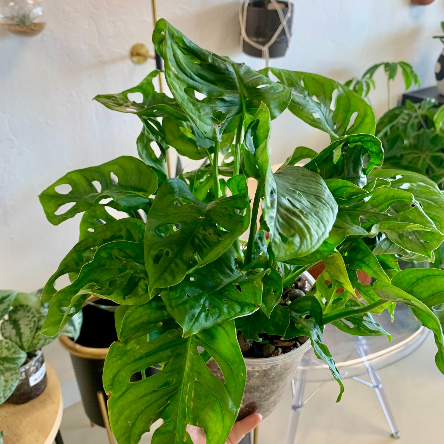 Monstera Adansonii "Swiss Cheese"