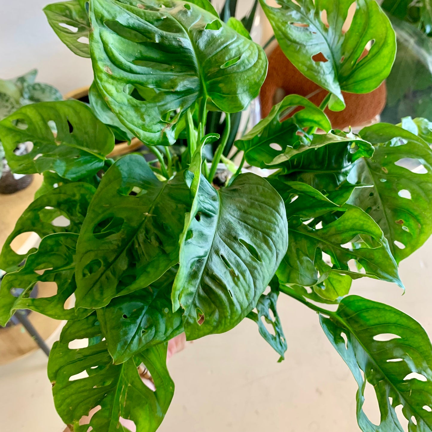 Monstera Adansonii "Swiss Cheese"