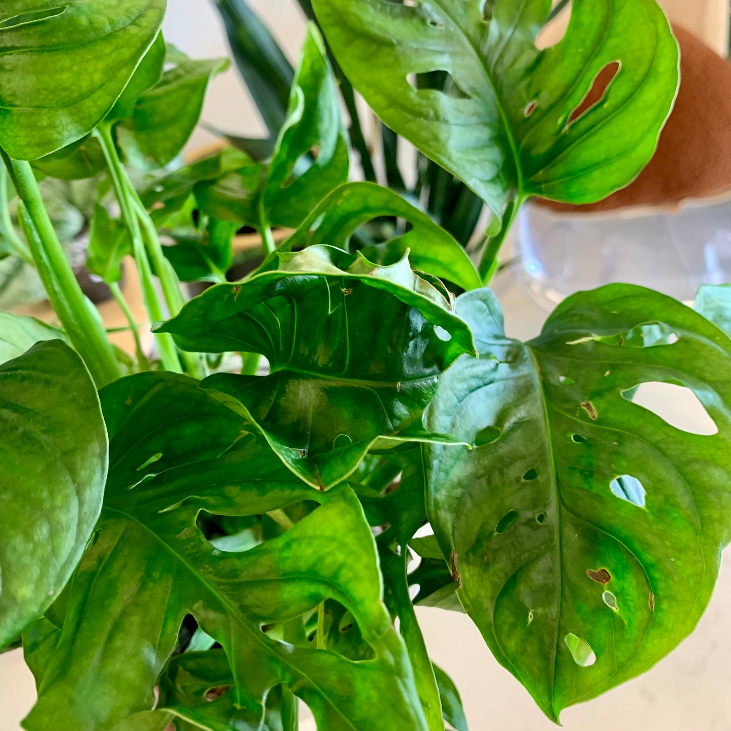 Monstera Adansonii "Swiss Cheese"