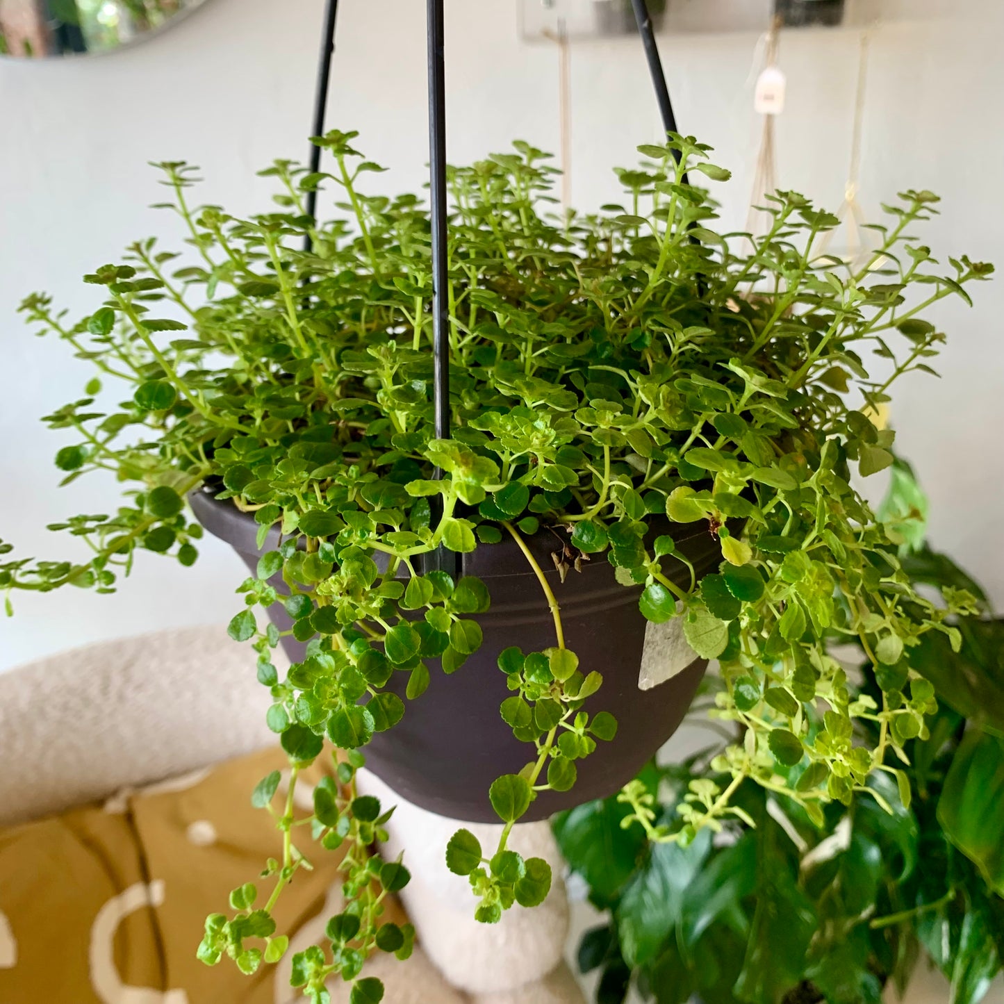 Pilea Green Baby Tears