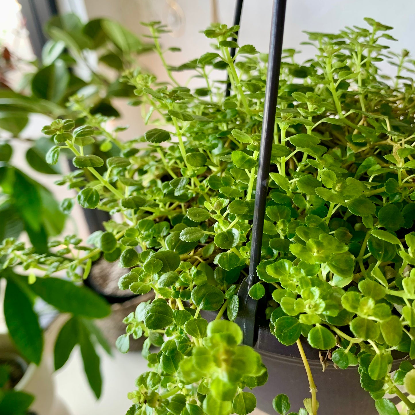 Pilea Green Baby Tears