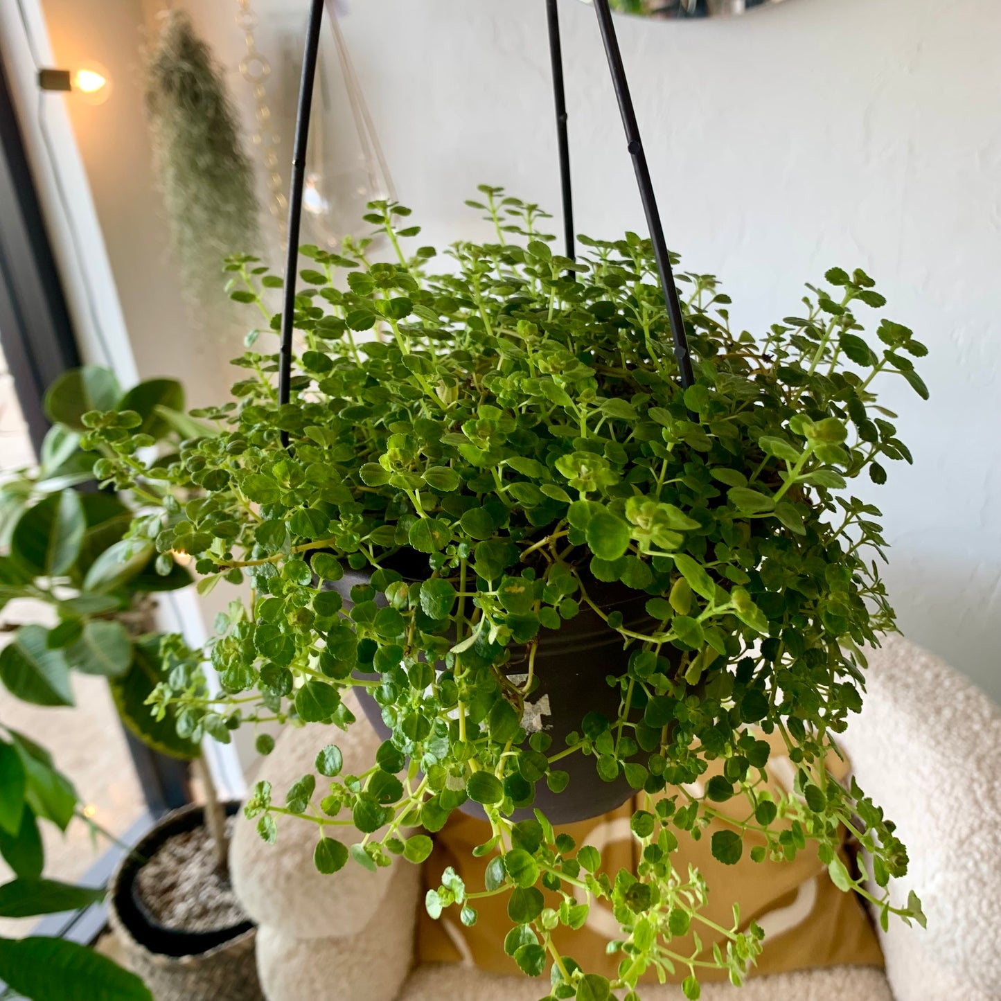 Pilea Green Baby Tears
