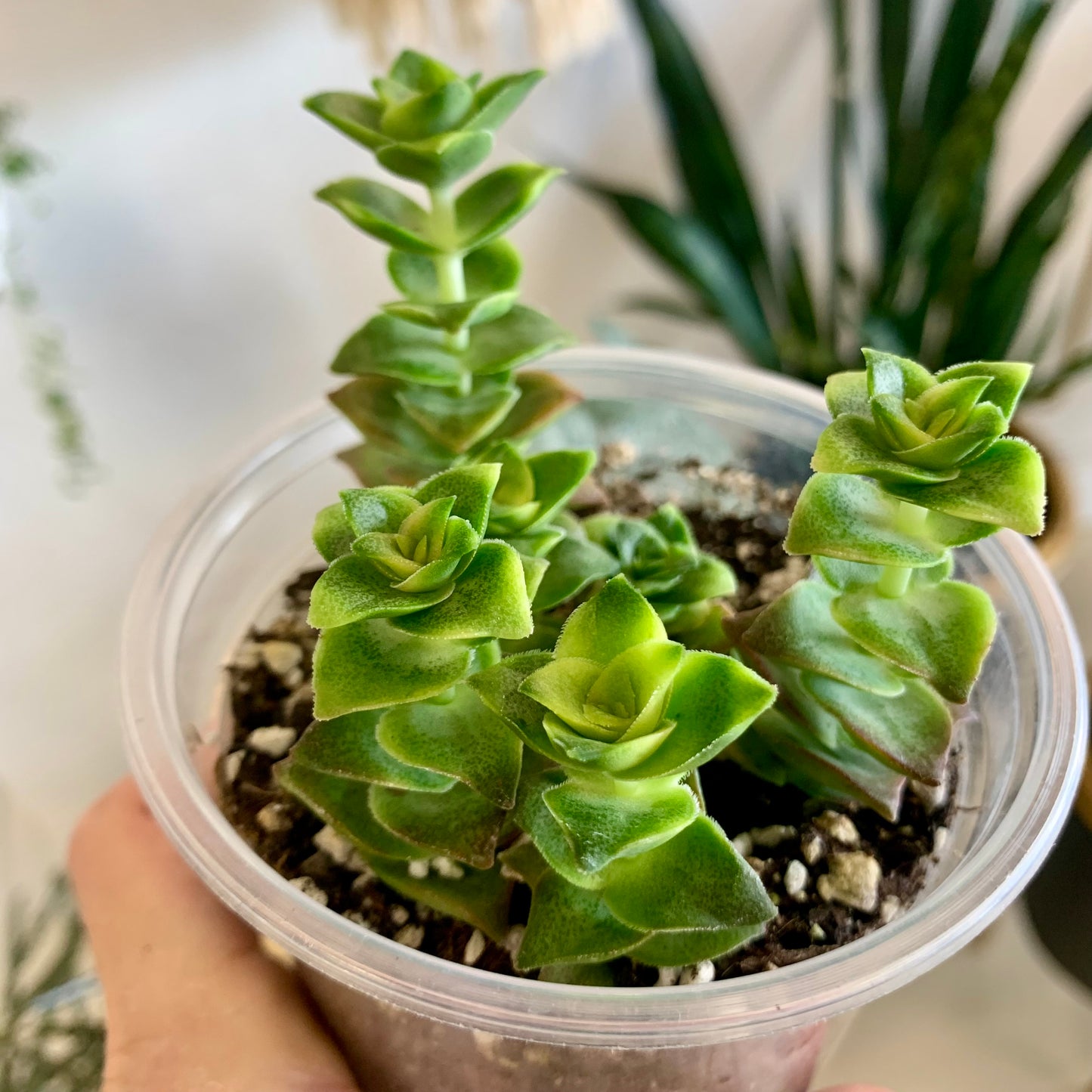 String of Buttons