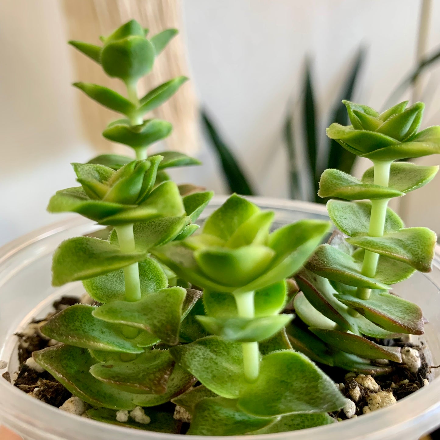 String of Buttons