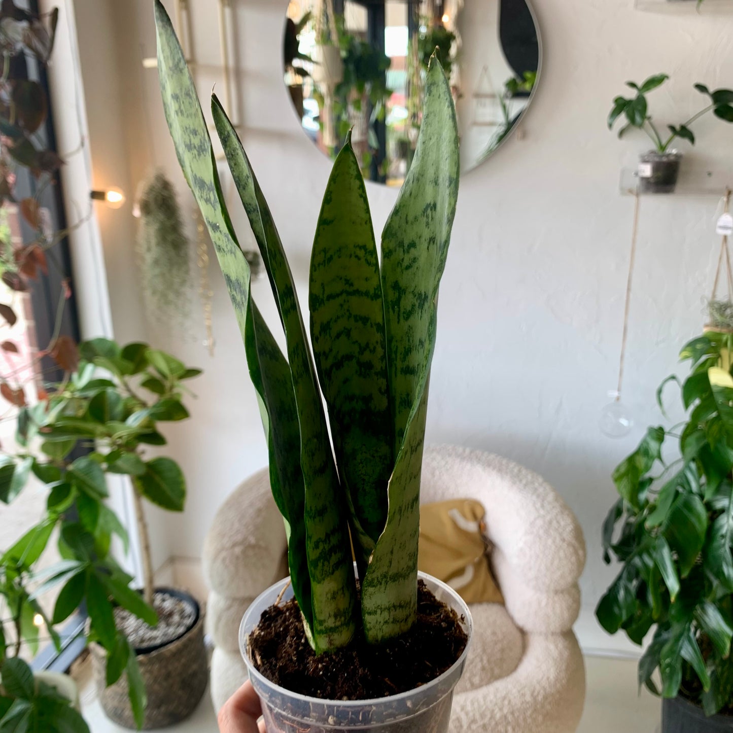 Zeylanica Snake Plant