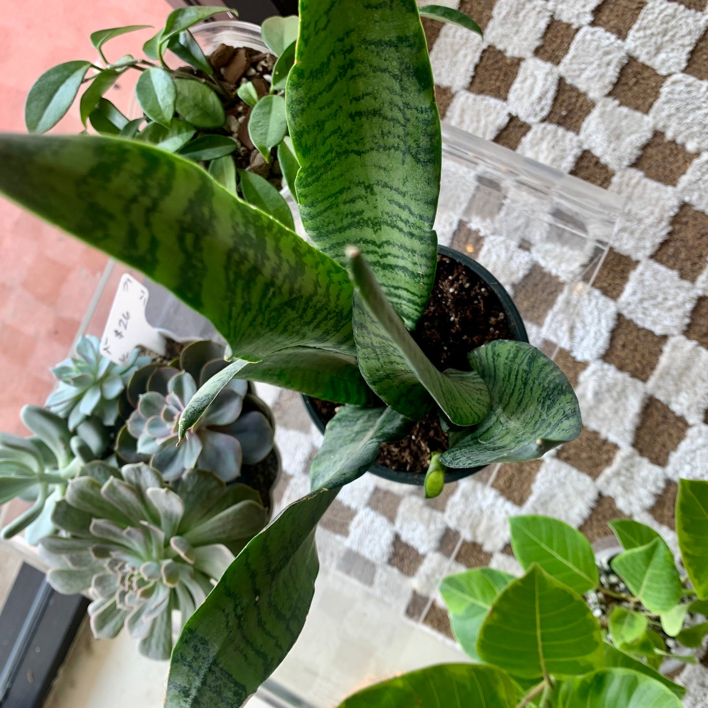 Zeylanica Snake Plant