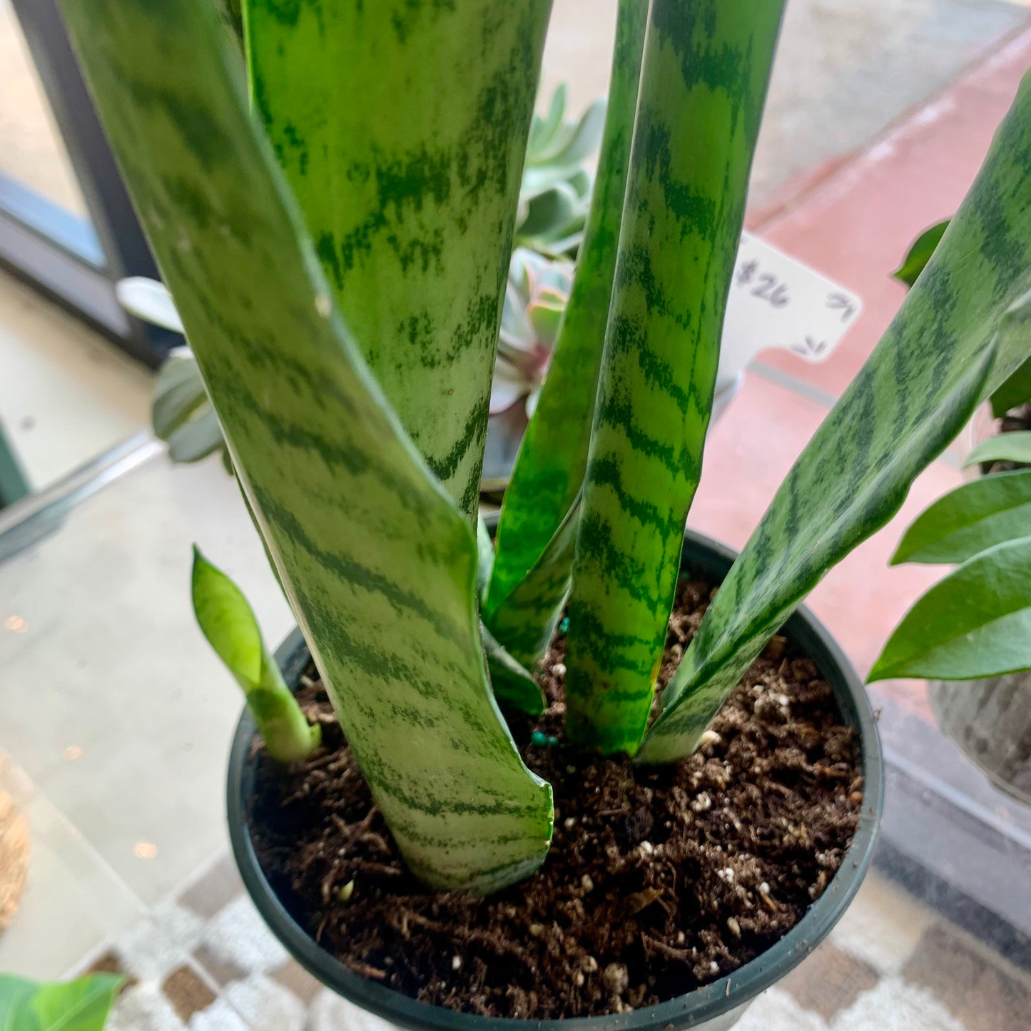 Zeylanica Snake Plant