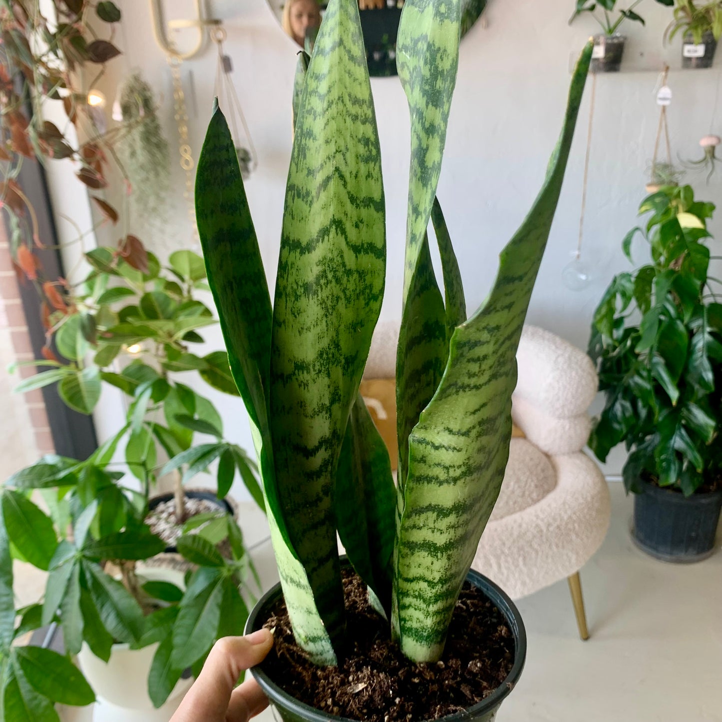 Zeylanica Snake Plant