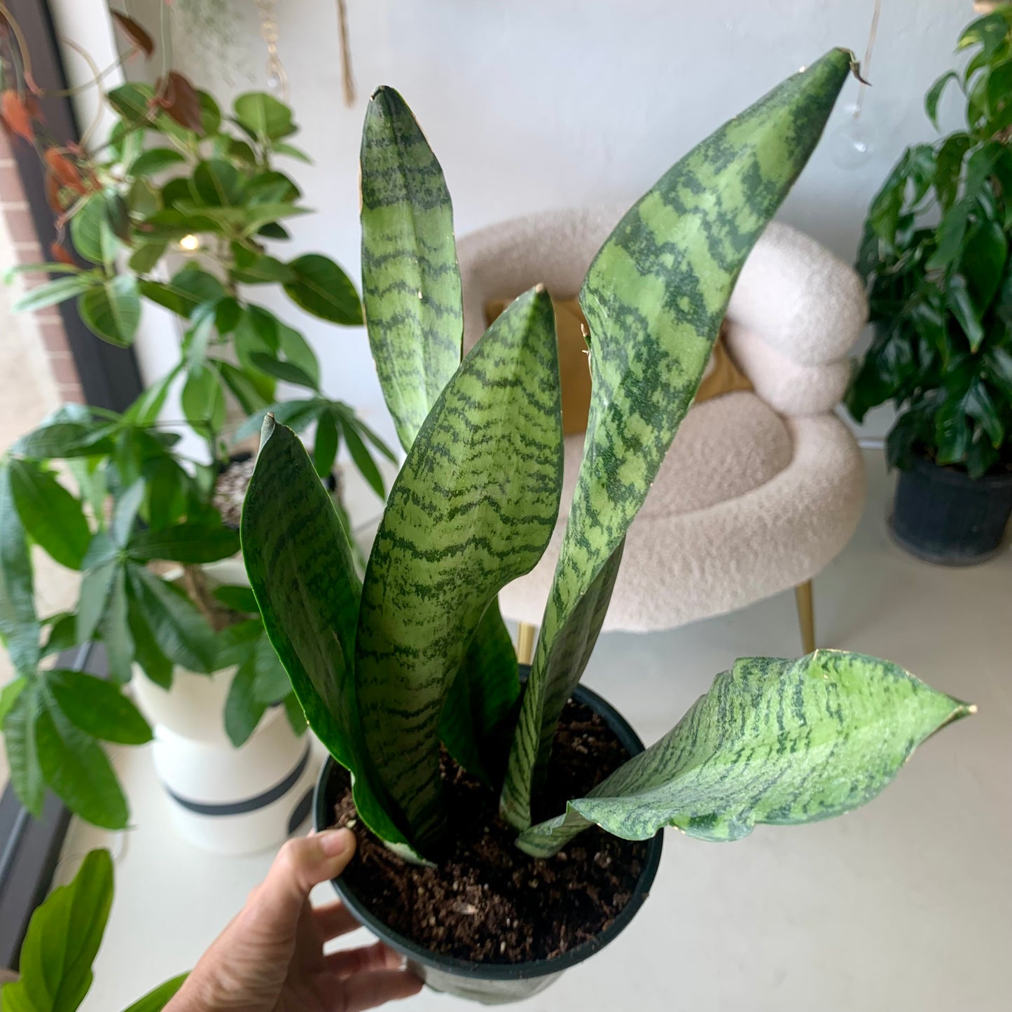 Zeylanica Snake Plant