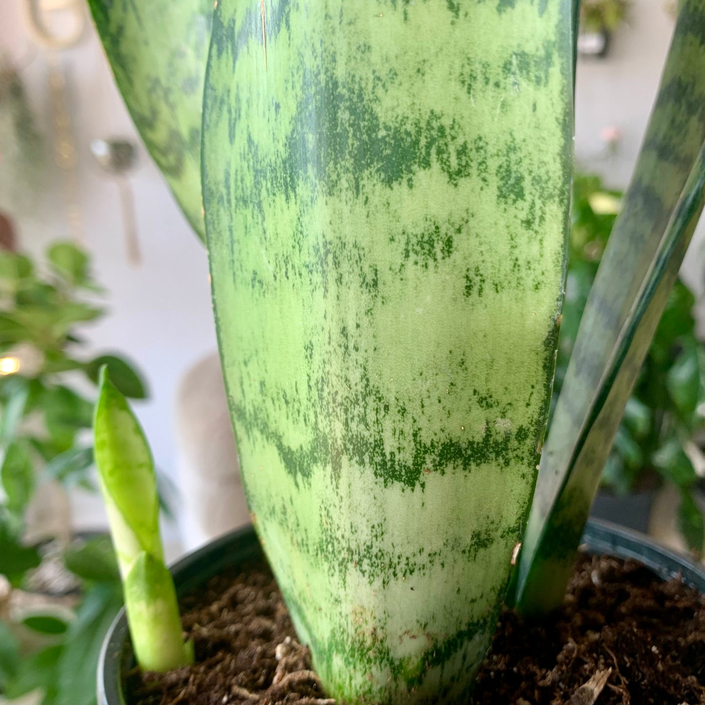 Zeylanica Snake Plant
