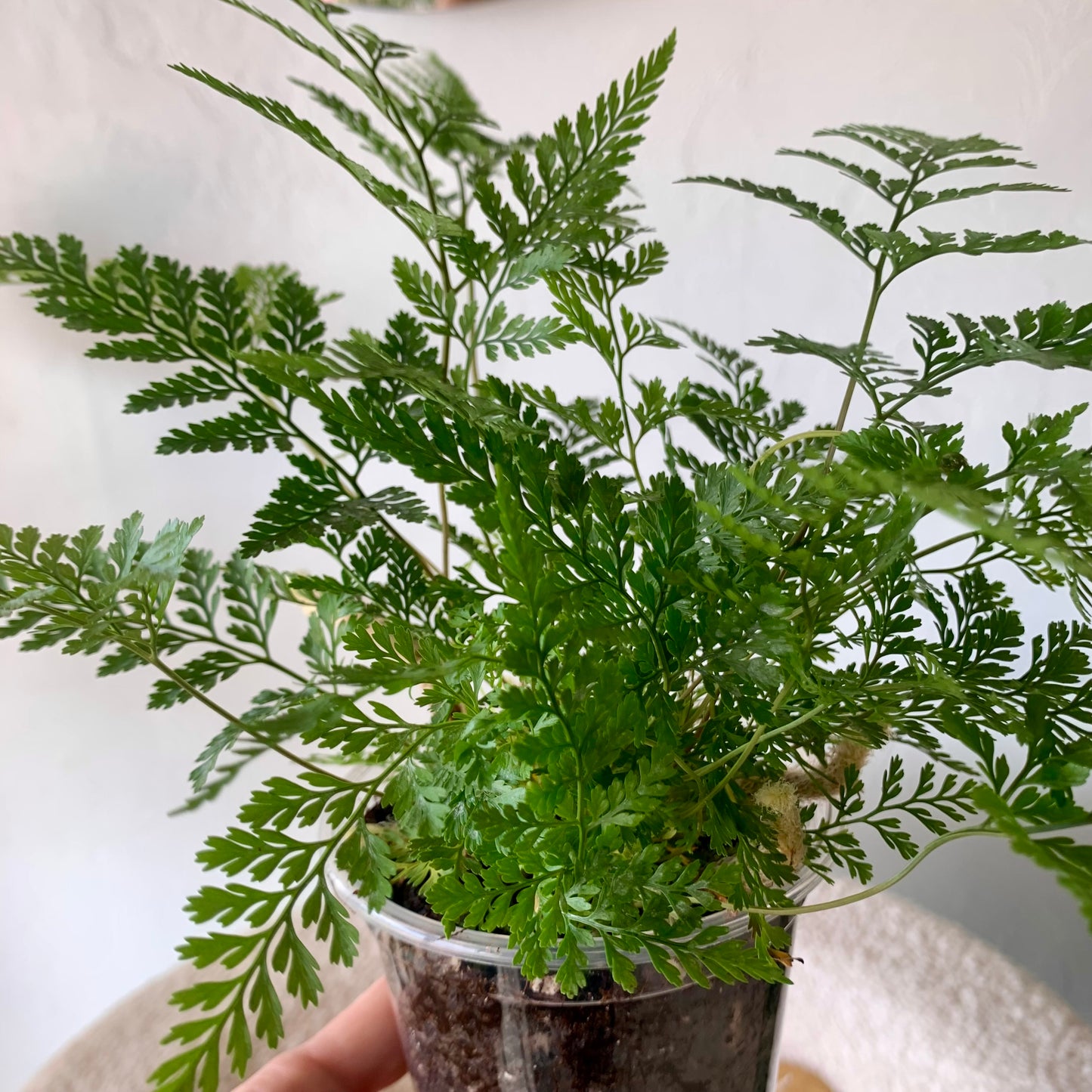 Rabbits Foot Fern