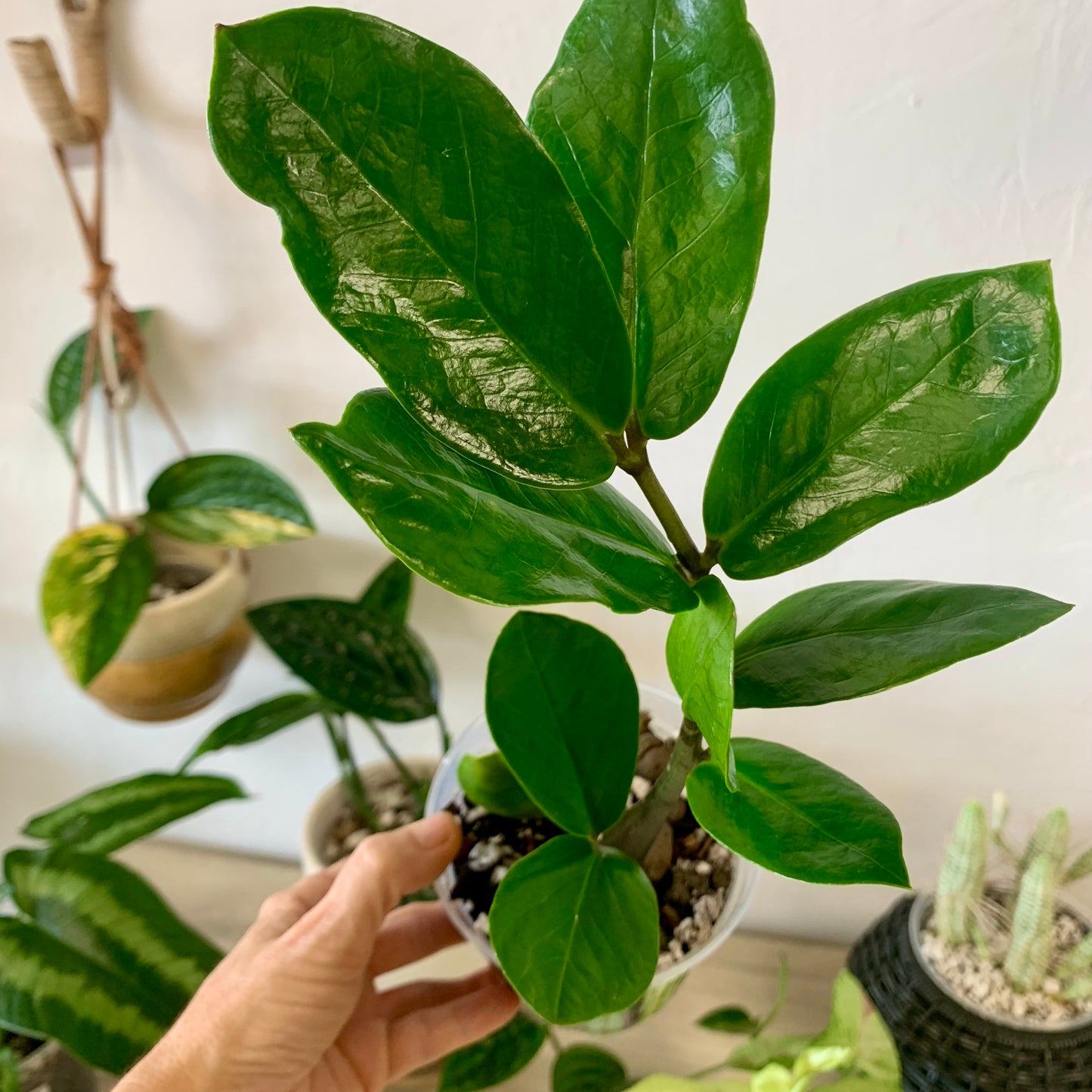 ZZ Plant