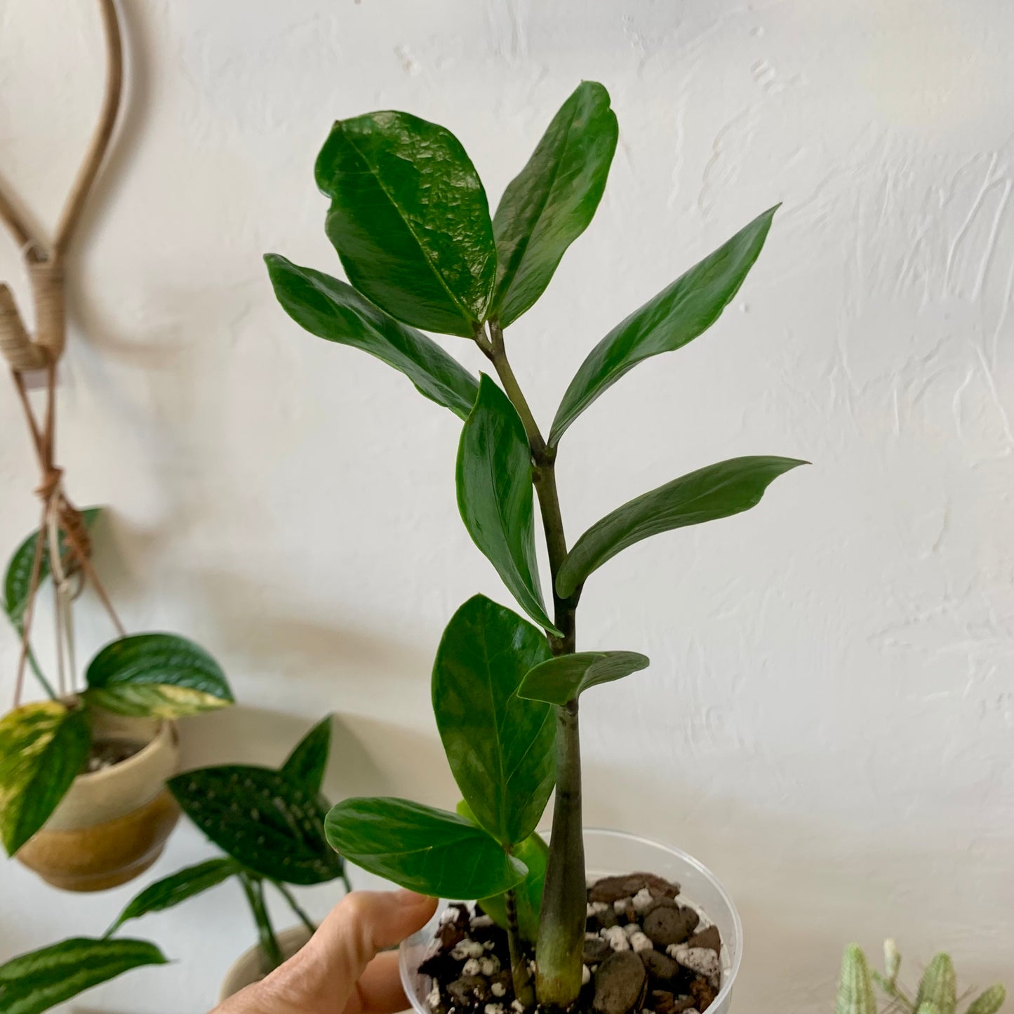 ZZ Plant