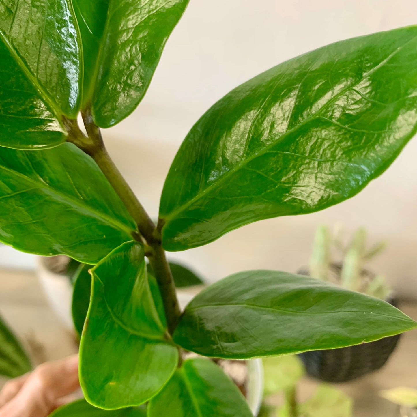 ZZ Plant