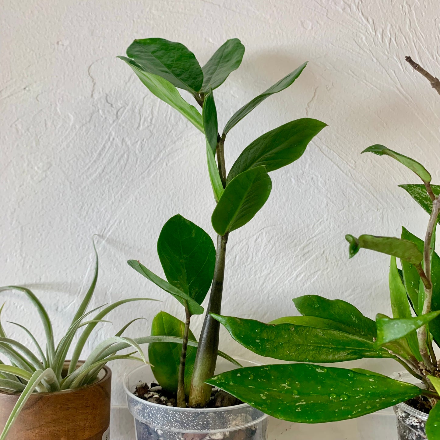 ZZ Plant
