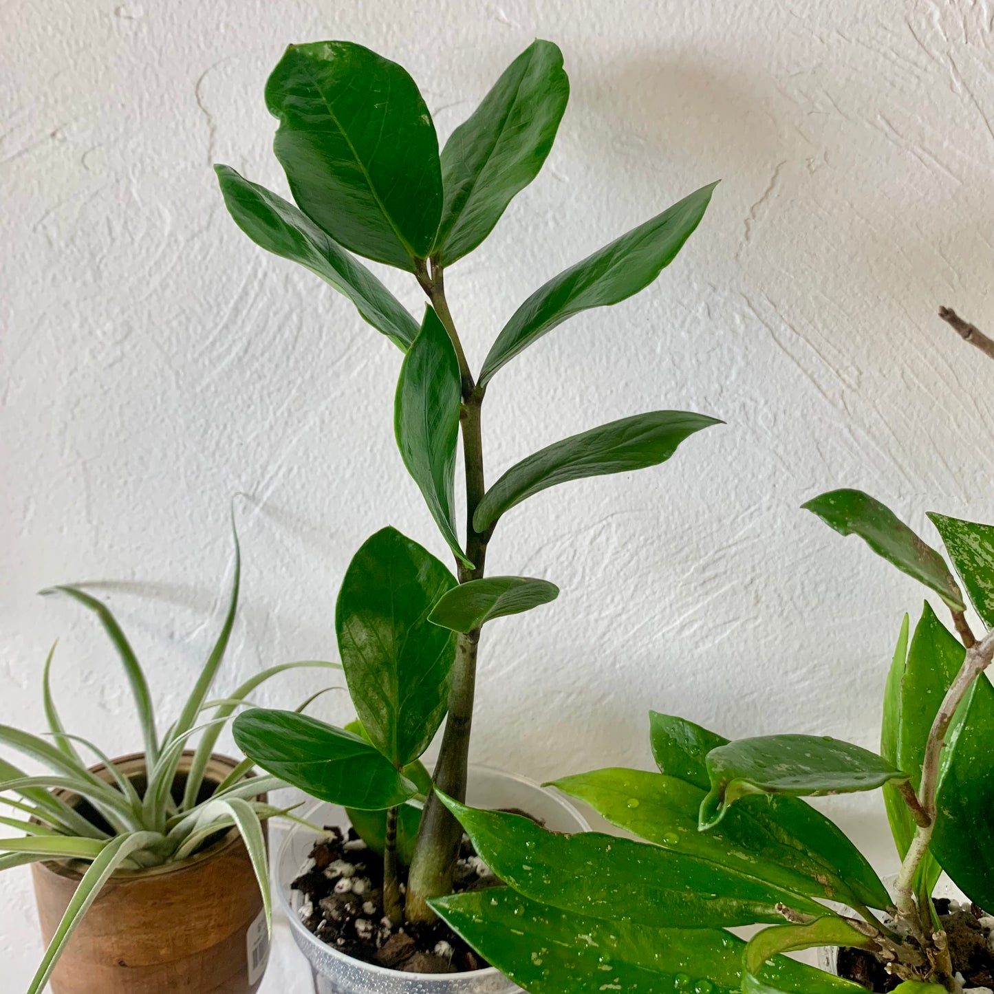 ZZ Plant