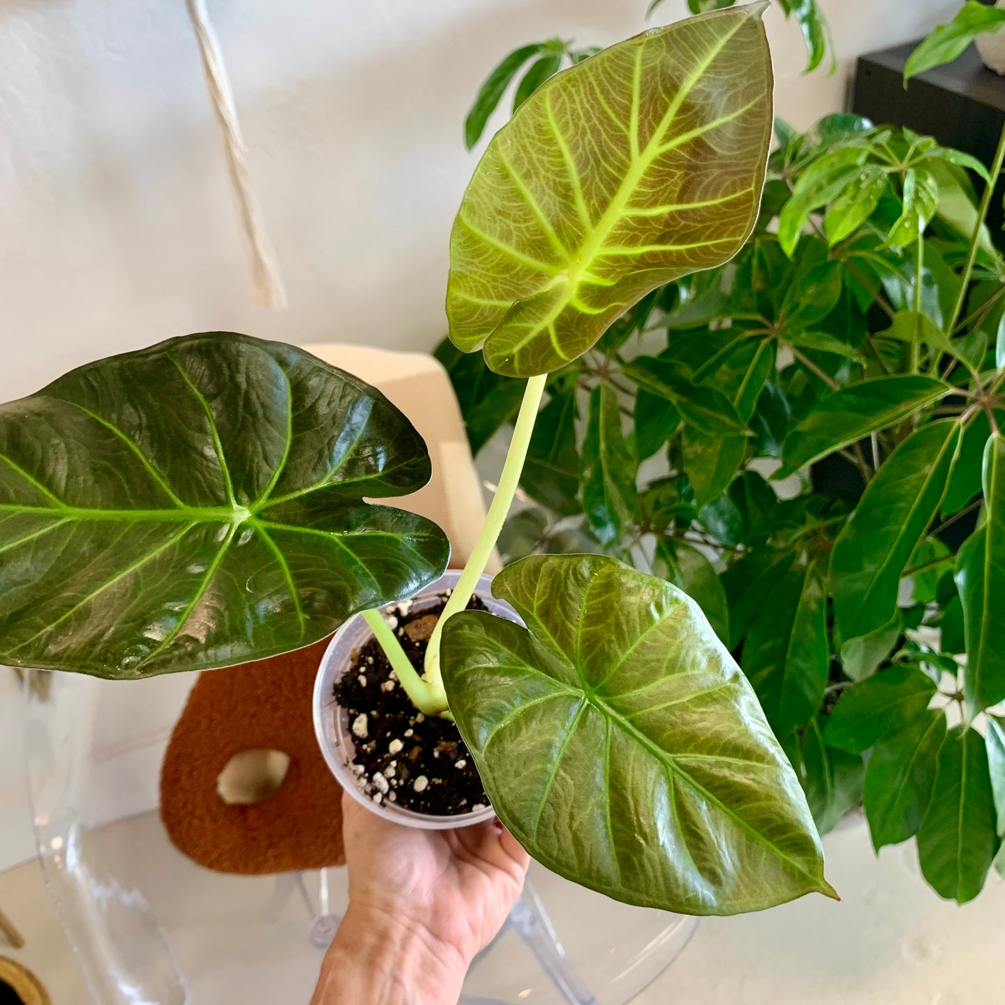 Regal Shields Alocasia